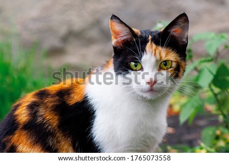 curious calico cat walking outside. predator in the autumn garden