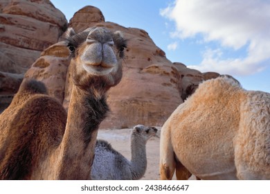 Curious camel head, another smaller animal in background, closeup detail