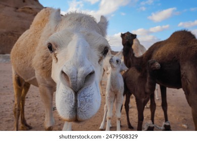 Curious camel head, more smaller animals in background, closeup detail