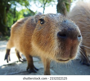 Curious Capybara Sniffing Around. Capybara Nose, Whiskers, And Webbed Toes. 