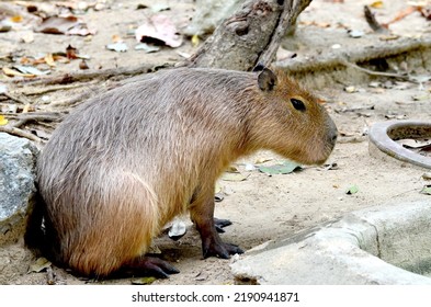 Curious Capybara Sniffing Around. Capybara Nose, Whiskers, And Webbed Toes At The Zoo.