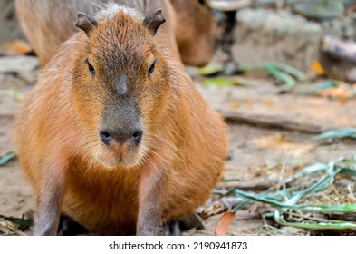 Curious Capybara Sniffing Around. Capybara Nose, Whiskers, And Webbed Toes At The Zoo.