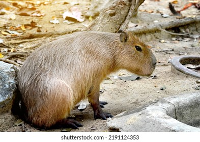 Curious Capybara Sniffing Around, Whiskers, And Webbed Toes. 