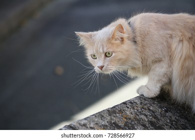 Curious Cat