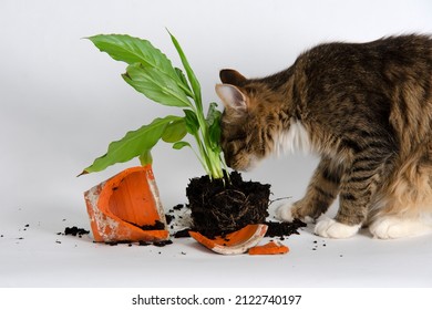 Curious Cat And And A Broken Pot With Decorative Plant In Studio Against White.