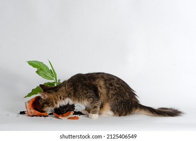 Curious Cat And And A Broken Pot With Decorative Plant In Studio Against White.