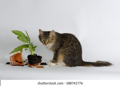 Curious Cat And A Broken Pot With Decorative Plant Against White Background.