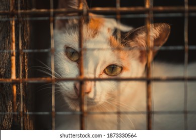 Curious Cat In A Cage