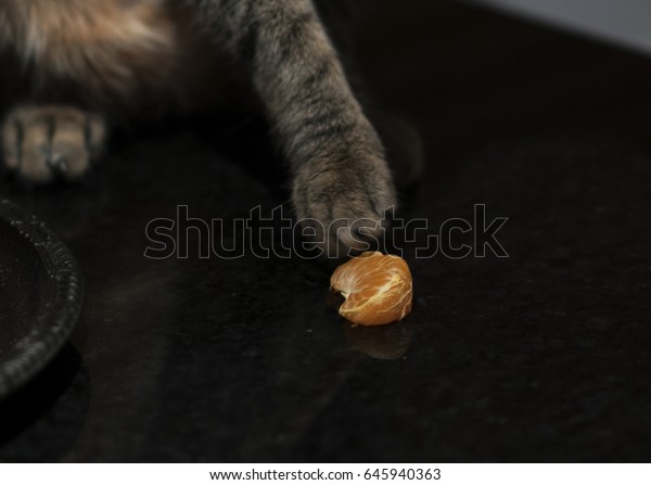 Curious Cat Cautiously Touching Tangerine Piece Stock Photo Edit