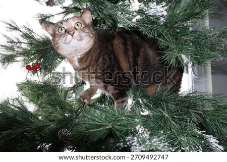 Curious cat exploring a Christmas Tree