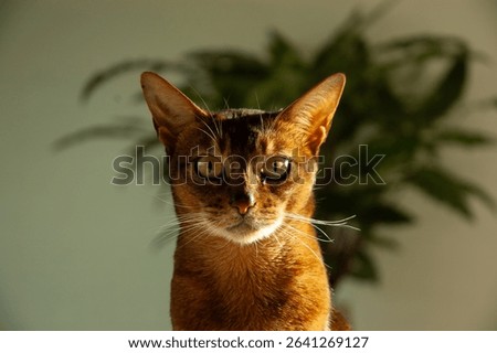 Curious Cat Facing the Camera Directly