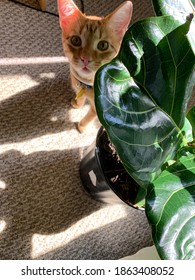 Curious Cat With Fiddle Leaf Fig