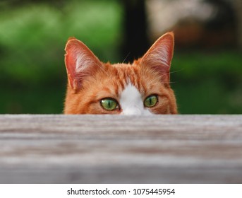 Curious Cat with green eyes