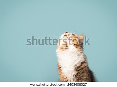 Curious cat with long whiskers and head tilted backwards on colored background. Fluffy kitty looking after toy or bird flying over head with intense expression. Female calico cat. Selective focus.