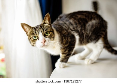 Curious cat looking at the camera