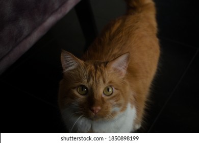 Curious cat looking at the camera