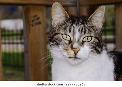 Curious cat looking at the camera...