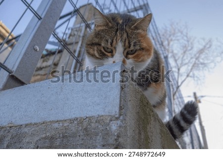 Curious Cat Looking Down from Concrete Fence - Close Up Portrait