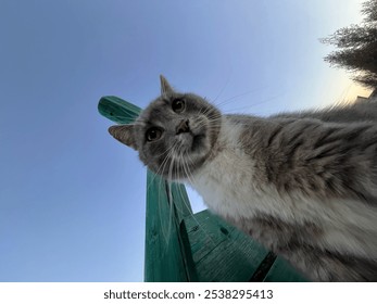 Curious Cat Looking Down from a Low Angle Against Sky