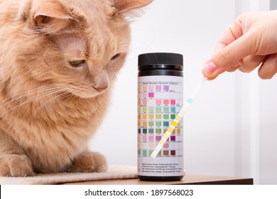 Curious cat looking at his owner while collecting urine sample with dosing pipette for urinalysis and comparing analysis results. Urine reagent strips to prevent urinary infections in feline. 