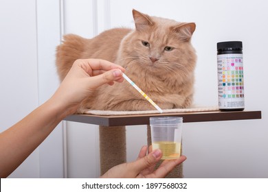 Curious cat looking at his owner while collecting urine sample with dosing pipette for urinalysis and comparing analysis results. Urine reagent strips to prevent urinary infections in feline. 