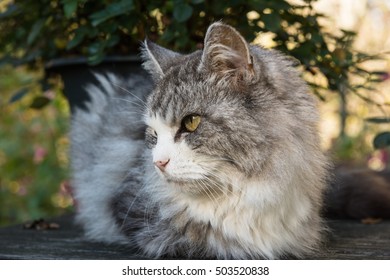 Curious cat looking at something outdoors on a summer day