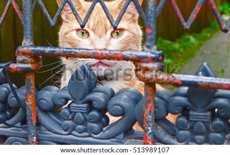Curious Cat looking through rusted gate in New Orleans, French District.