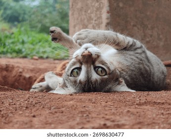 Curious cat looking upside down at camera while laying on ground 