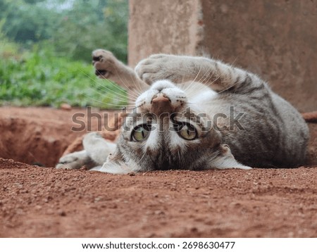 Curious cat looking upside down at camera while laying on ground 