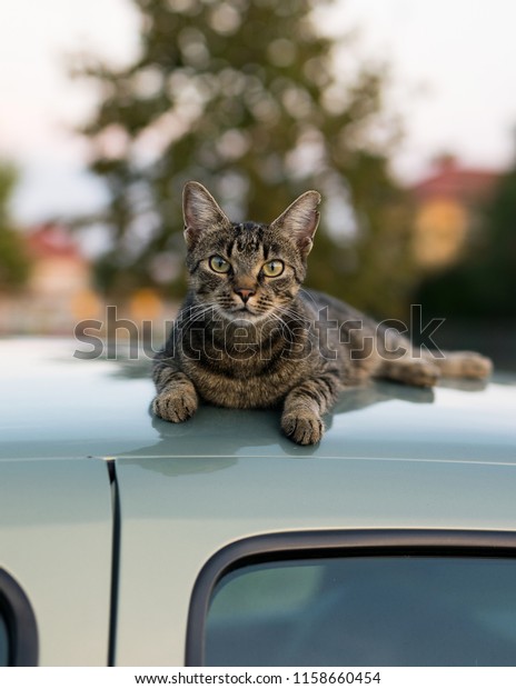 Curious cat on a\
car
