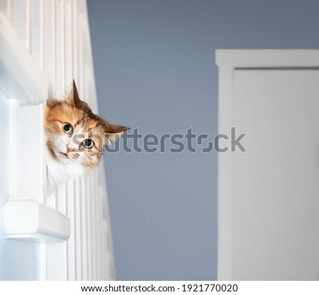 Similar – Image, Stock Photo Staircase with cat