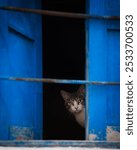 A curious cat peeks through a rustic blue window frame, creating a charming and mysterious scene.