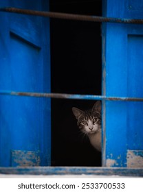 A curious cat peeks through a rustic blue window frame, creating a charming and mysterious scene.