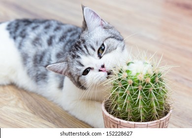 A Curious Cat Was  Pricked By Cactus