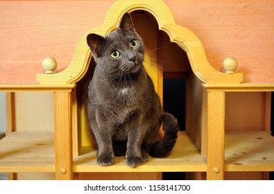 A Curious Cat Sits In A Dollhouse