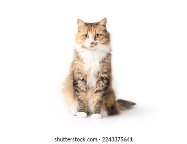 Curious cat sitting while looking at camera. Relaxed cute fluffy kitty with beautiful asymmetric markings. Full body cat portrait. 3 years old female calico or torbie. Selective focus. Isolated. - Powered by Shutterstock
