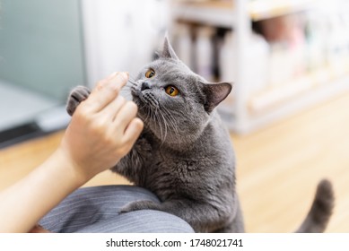 Curious cat smell snack on its master's hand