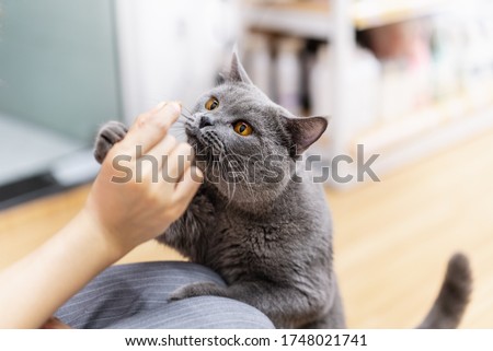 Curious cat smell snack on its master's hand