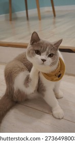 The curious cat with soft fur and graceful movements shows its playful side, its whiskers twitching in the gentle light.