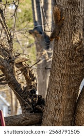 Curious Cat and Squirrel Encounter