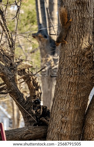 Curious Cat and Squirrel Encounter