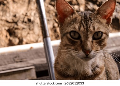 Curious Cat Staring at the Camera