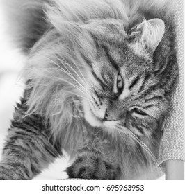 Curious cat upside down, long haired siberian breed - Powered by Shutterstock