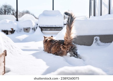 Curious cat walking in snow on balcony or patio. Back view of cute fluffy cat exploring the soft new snow between planter boxes, on a sunny winter day. Female long hair calico cat. Selective focus.