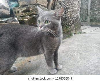 Curious cat when looking something