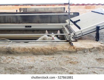 Curious cat in the window