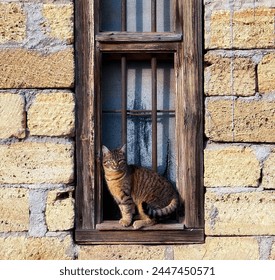 Curious Cat at the Window. A Feline Sentinel in a Rustic Building. Outdoor - Powered by Shutterstock
