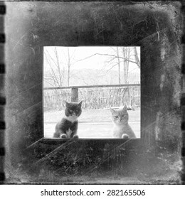 curious cats looking through the window  blurry unfocused black   white medium format film background and grain   light leak