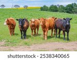 Curious cattle in a paddock at Kings Plains, Blayney in the Central West, New South Wales, Australia.