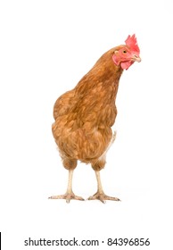 neugieriges Huhn, das Sie anschaut (Rasier 579 Hybrid)